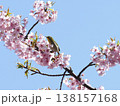 メジロと桜 138157168