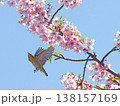 メジロと桜 138157169