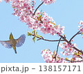 メジロと桜 138157171