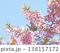 メジロと桜 138157172