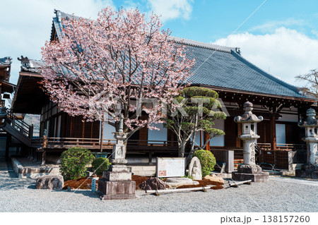 清浄華院 蜂須賀桜 清浄華院 蜂須賀桜 138157260