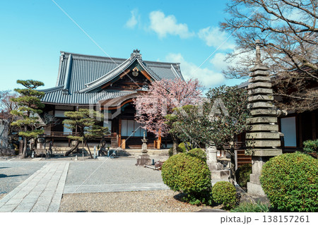 清浄華院 蜂須賀桜 清浄華院 蜂須賀桜 138157261