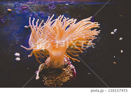 Polyp inside aquarium 138157455