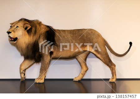 Taxidermy male lion on display Taxidermy male lion on display 138157457
