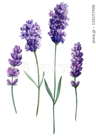 Lavender flowers watercolor clipart with purple blooming sprigs and green stems isolated on light background 138157486