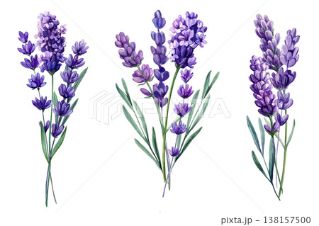 Lavender sprigs watercolor floral set with purple blooming stems and green leaves isolated on light background 138157500