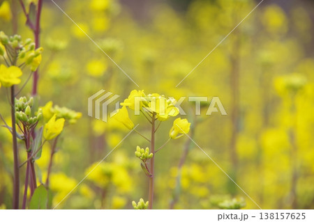 黄色い菜の花 黄色い菜の花 138157625