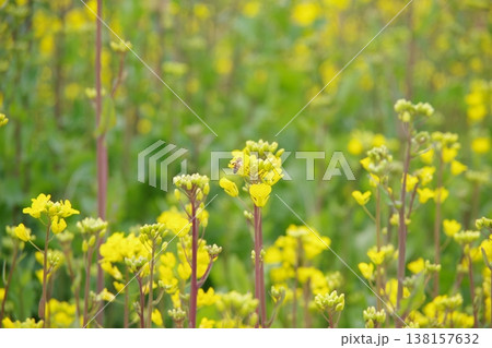 菜の花畑 菜の花畑 138157632