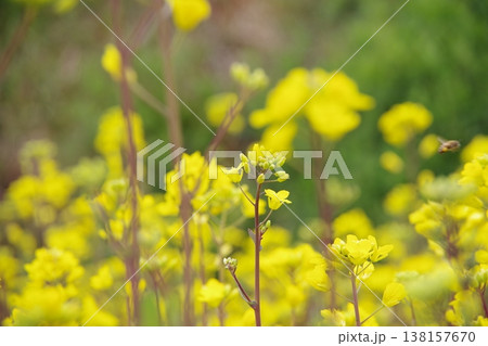 春の光に包まれて咲く菜の花 138157670