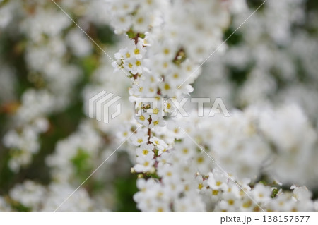 白いユキヤナギの花 白いユキヤナギの花 138157677