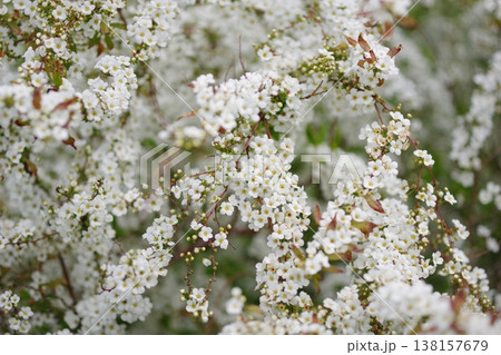 白い雪柳の花 白い雪柳の花 138157679
