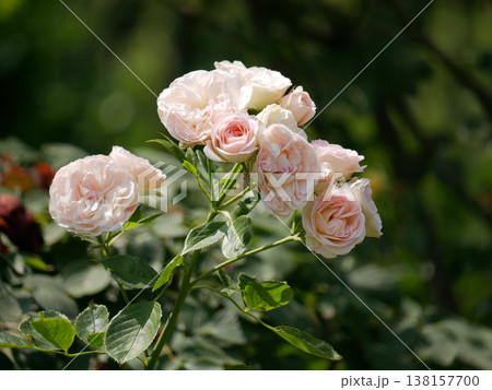 Garden Roses Bloom in Sunlight - Romantic Floral Background 138157700