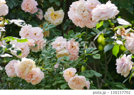 Garden Roses Bloom in Sunlight - Romantic Floral Background Garden Roses Bloom in Sunlight - Romantic Floral Background 138157702