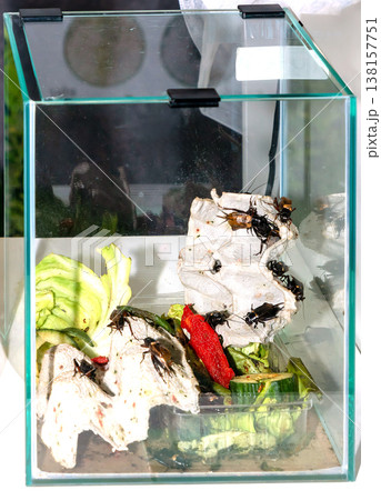 Edible cricket bugs inside aquarium Edible cricket bugs inside aquarium 138157751