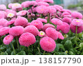 ピンクのヒナギク 138157790