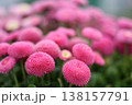 被写界深度浅めのヒナギク 138157791