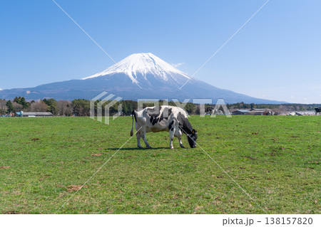 富士山 朝霧高原 富士山 朝霧高原 138157820