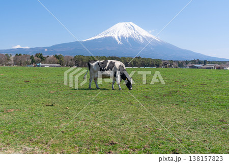 富士山 朝霧高原 富士山 朝霧高原 138157823
