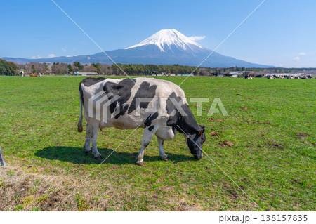 富士山 朝霧高原 富士山 朝霧高原 138157835