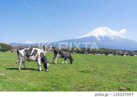 富士山 朝霧高原 富士山 朝霧高原 138157847