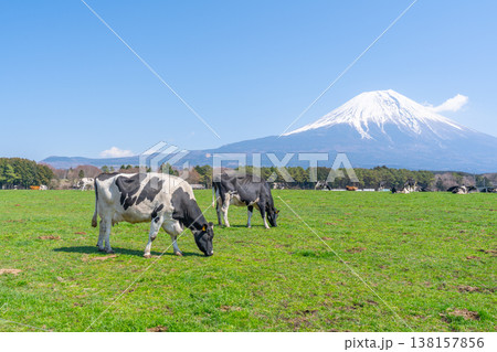 富士山 朝霧高原 富士山 朝霧高原 138157856