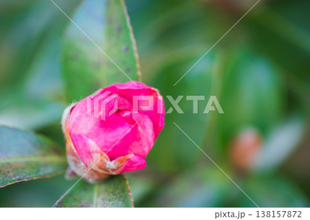 サザンカの蕾 サザンカの蕾 138157872