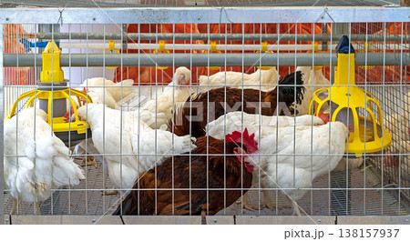 Chickens in metal cage in farm Chickens in metal cage in farm 138157937