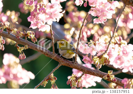 満開の桜の枝に止まるメジロ 逆光に輝く花びらと玉ボケ 満開の桜の枝に止まるメジロ 逆光に輝く花びらと玉ボケ 138157951