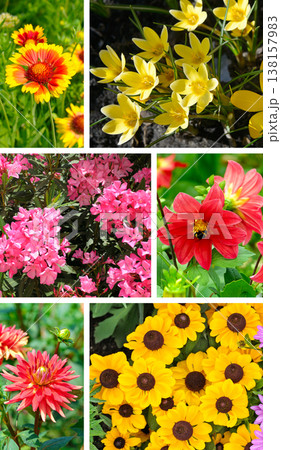 Vibrant vertical collage of colorful garden flowers including red dahlias with a bumblebee, yellow rudbeckia, pink oleander, and bright gaillardia blooming in the summer sunlight. 138157983