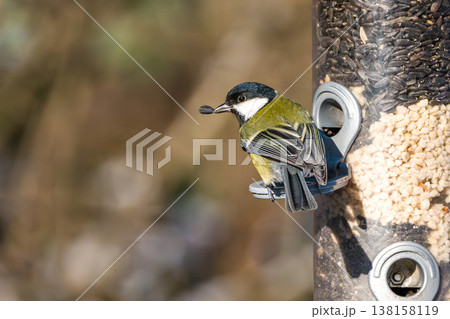 The Great Tit, Parus major from the tit family Paridae. It is easily recognisable by its black and yellow plumage The Great Tit, Parus major from the tit family Paridae. It is easily recognisable by its black and yellow plumage 138158119