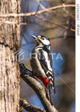 The Great Spotted Woodpecker, Dendrocopos major is sitting on the branch of tree The Great Spotted Woodpecker, Dendrocopos major is sitting on the branch of tree 138158123