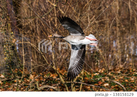 The flying greylag goose, Anser anser is a species of large goose The flying greylag goose, Anser anser is a species of large goose 138158129