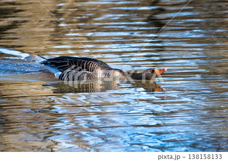 The greylag goose, Anser anser is a species of large goose The greylag goose, Anser anser is a species of large goose 138158133