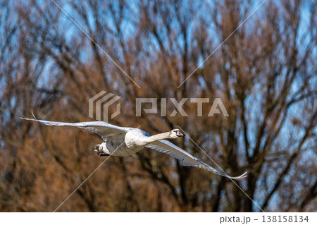 Mute swan, Cygnus olor flying over a lake in the English Garden in Munich, Germany Mute swan, Cygnus olor flying over a lake in the English Garden in Munich, Germany 138158134