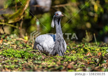 Demoiselle Crane, Anthropoides virgo are living in the bright green meadow during the day time Demoiselle Crane, Anthropoides virgo are living in the bright green meadow during the day time 138158135