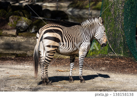 Hartmann's Mountain Zebra, Equus zebra hartmannae. An endangered zebra 138158138
