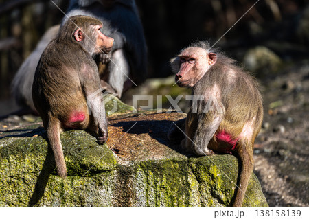The hamadryas baboon, Papio hamadryas is a species of baboon The hamadryas baboon, Papio hamadryas is a species of baboon 138158139