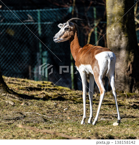 Dama gazelle, Gazella dama mhorr or mhorr gazelle is a species of gazelle Dama gazelle, Gazella dama mhorr or mhorr gazelle is a species of gazelle 138158142