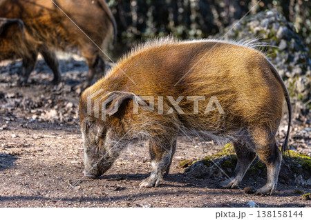 Red river hog, Potamochoerus porcus, also known as the bush pig. Red river hog, Potamochoerus porcus, also known as the bush pig. 138158144