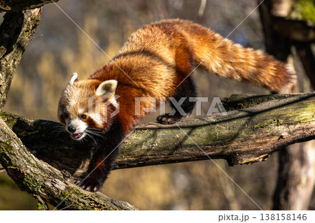 The red panda, Ailurus fulgens, also called the lesser panda. 138158146