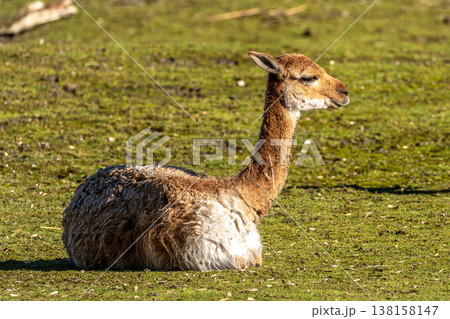 Vicunas, Vicugna Vicugna, relatives of the llama in a German park Vicunas, Vicugna Vicugna, relatives of the llama in a German park 138158147