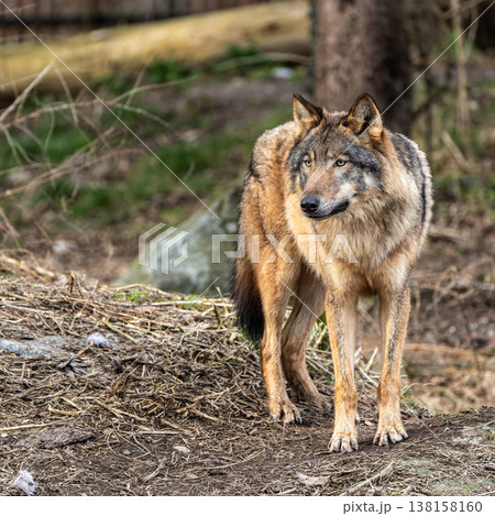 European Grey Wolf, Canis lupus swimming in a water pond European Grey Wolf, Canis lupus swimming in a water pond 138158160