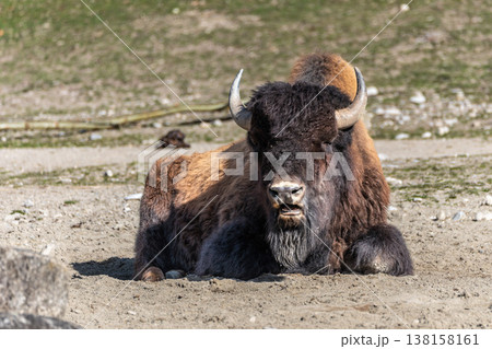 American buffalo known as bison, Bos bison in a german park 138158161