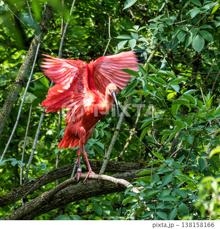 The Scarlet ibis, Eudocimus ruber is a species of ibis in the bird family Threskiornithidae. 138158166