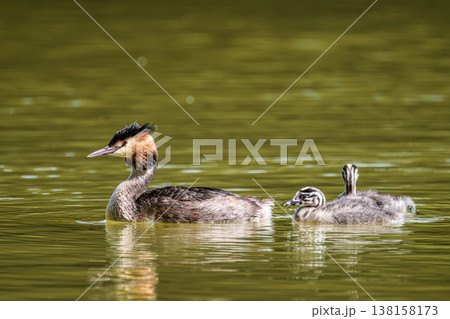 Family of Great Crested Grebe, Podiceps cristatus with beautiful orange colors, a water bird with red eyes. 138158173
