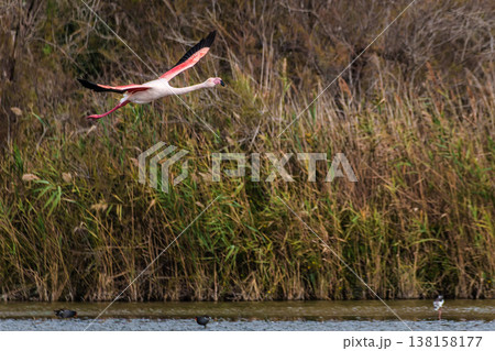Flying Greater Flamingo, Phoenicopterus roseus in the Ornithological park of Pont de Gau in Camargue, France Flying Greater Flamingo, Phoenicopterus roseus in the Ornithological park of Pont de Gau in Camargue, France 138158177
