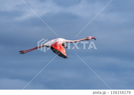 Flying Greater Flamingo, Phoenicopterus roseus in the Ornithological park of Pont de Gau in Camargue, France 138158179