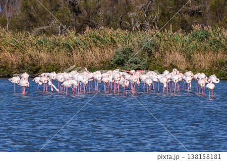 Greater Flamingo, Phoenicopterus roseus in the Ornithological park of Pont de Gau in Camargue, France Greater Flamingo, Phoenicopterus roseus in the Ornithological park of Pont de Gau in Camargue, France 138158181