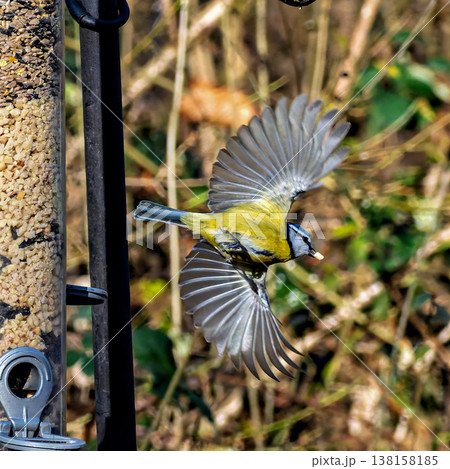 The Great Tit, Parus major from the tit family Paridae, perched on a bird feeder containing birdseed. The Great Tit, Parus major from the tit family Paridae, perched on a bird feeder containing birdseed. 138158185