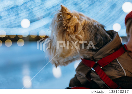 Small Yorkshire terrier dog on a winter ice rink at night with festive lights and bokeh background Pet-friendly leisure winter holidays. Human and pet Small Yorkshire terrier dog on a winter ice rink at night with festive lights and bokeh background Pet-friendly leisure winter holidays. Human and pet 138158217
